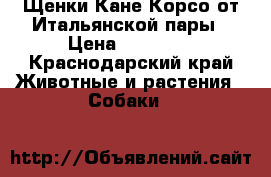 Щенки Кане Корсо от Итальянской пары › Цена ­ 30 000 - Краснодарский край Животные и растения » Собаки   